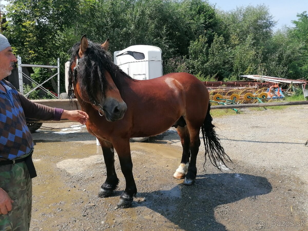 Žrebec 6 rokov - 2