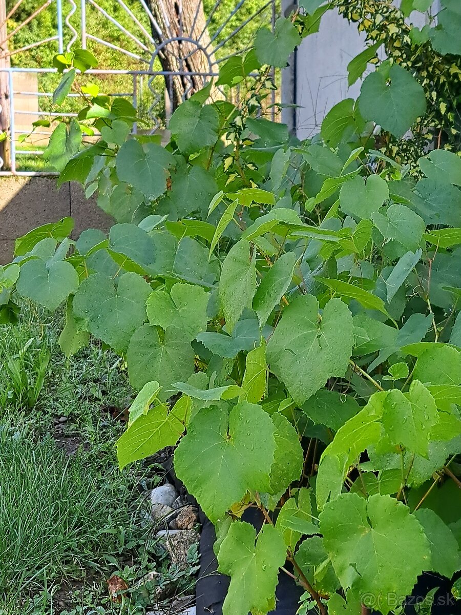 Sadenice viniča - 2