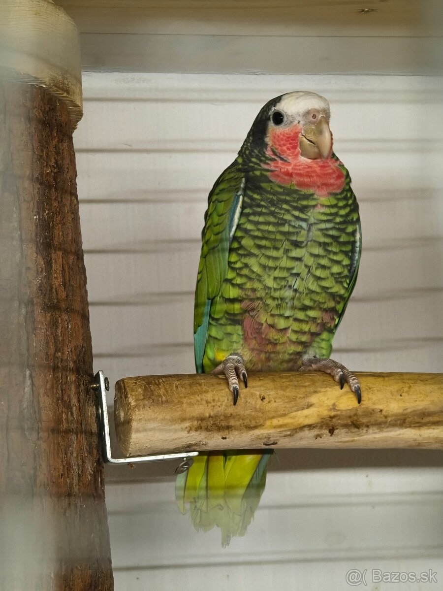 Amazoňan Kubánsky 0.1 - 2