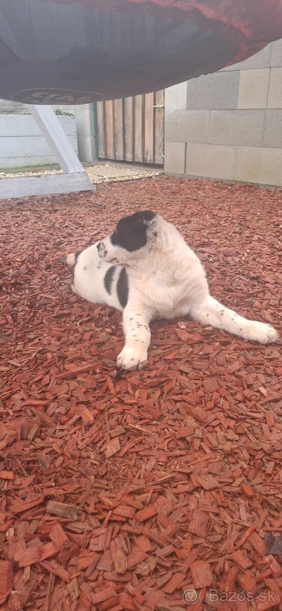 Stredoázijsky ovčiak - 2