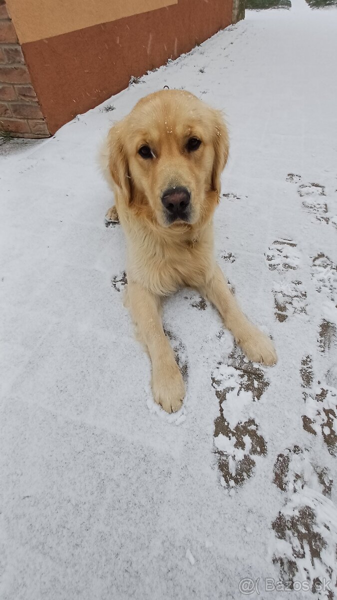 Zlatý retriever - krytie - 2