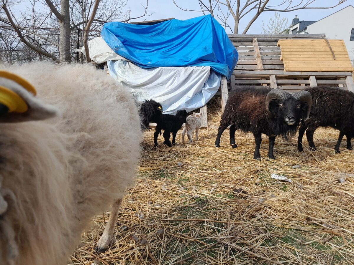 p ovce quesant ouesant quessant - 2