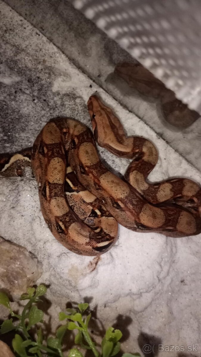 Velhad kráľovský - 2