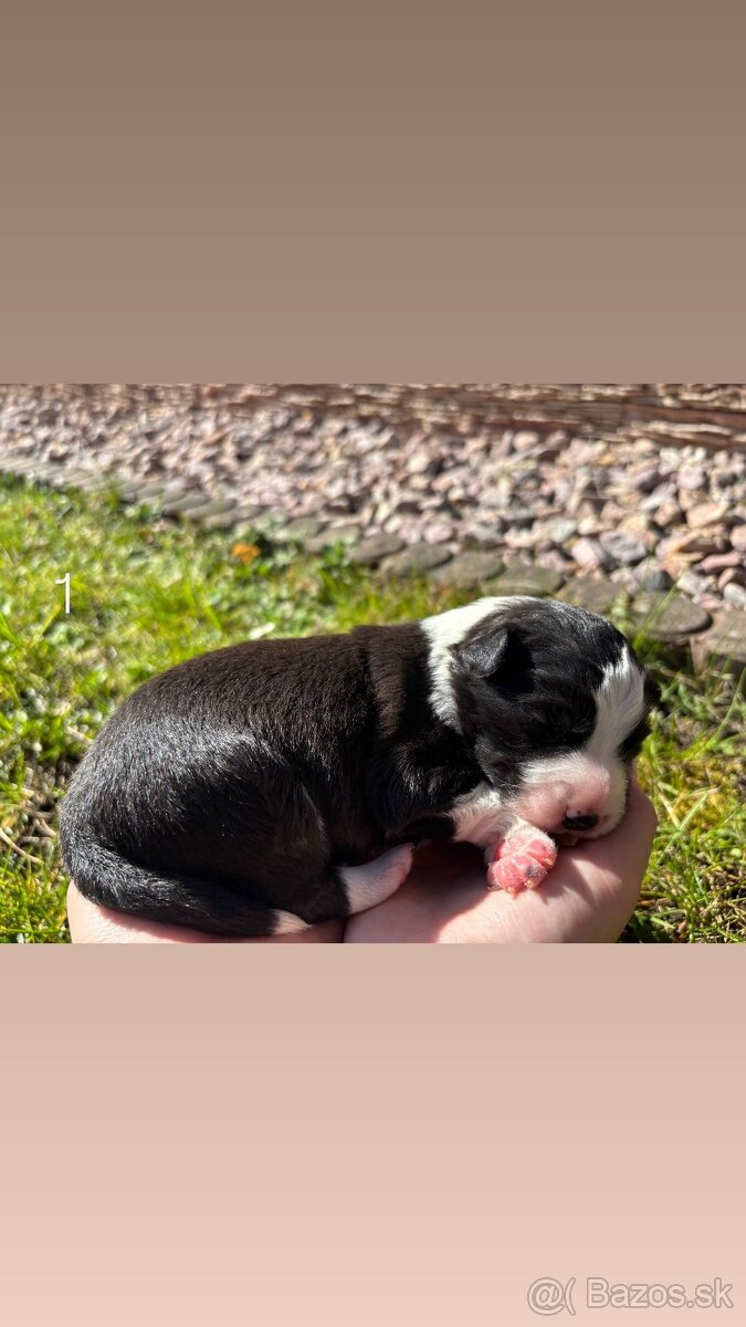 Šteniatka Border kólia - 2