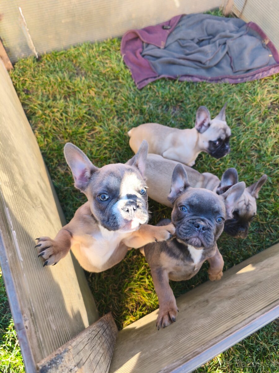 Francúzsky Buldoček - 2