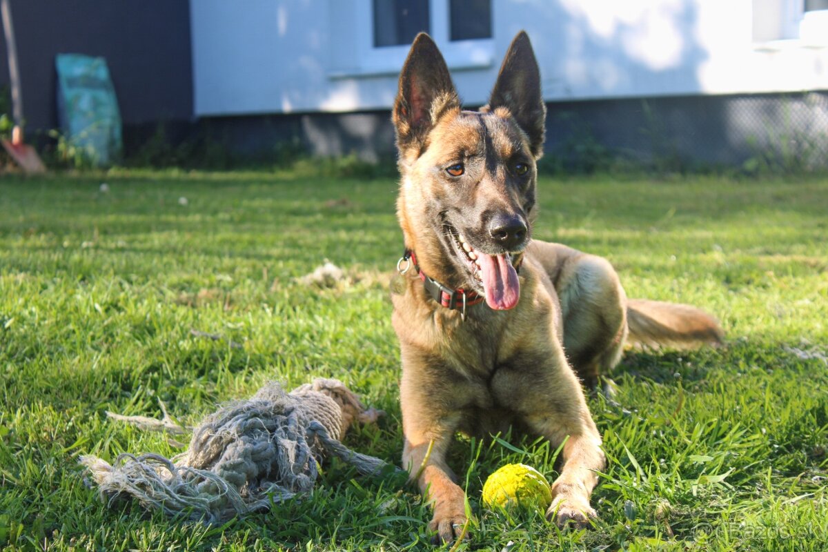 Belgický ovciak - 2