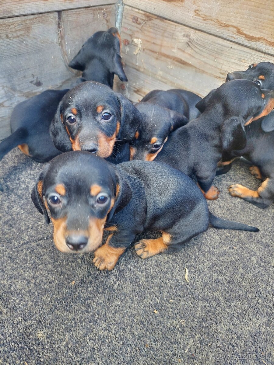 Jazvečík krátkosrstý čiernopálený - 2