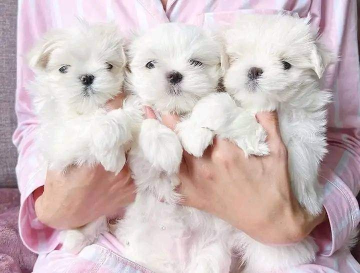 Ponúkam na predaj mini maltazaka - 2