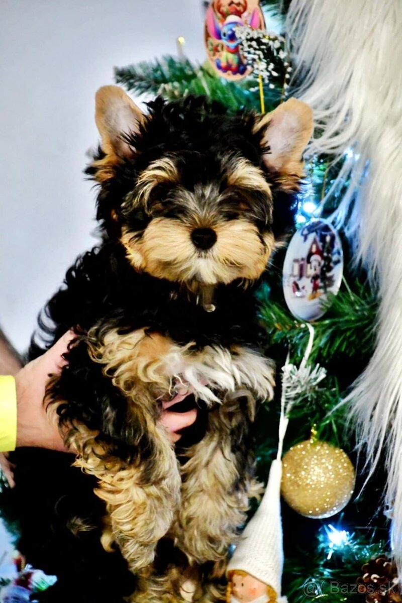 York, biewer,yorksirsky terier - 2