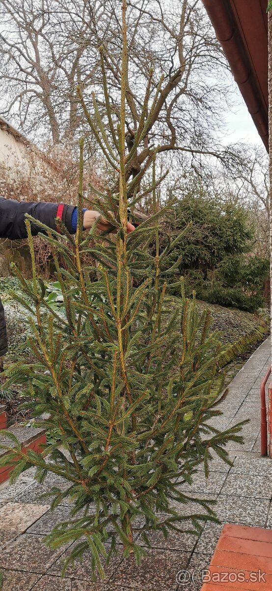 Vianočný stromček - 2