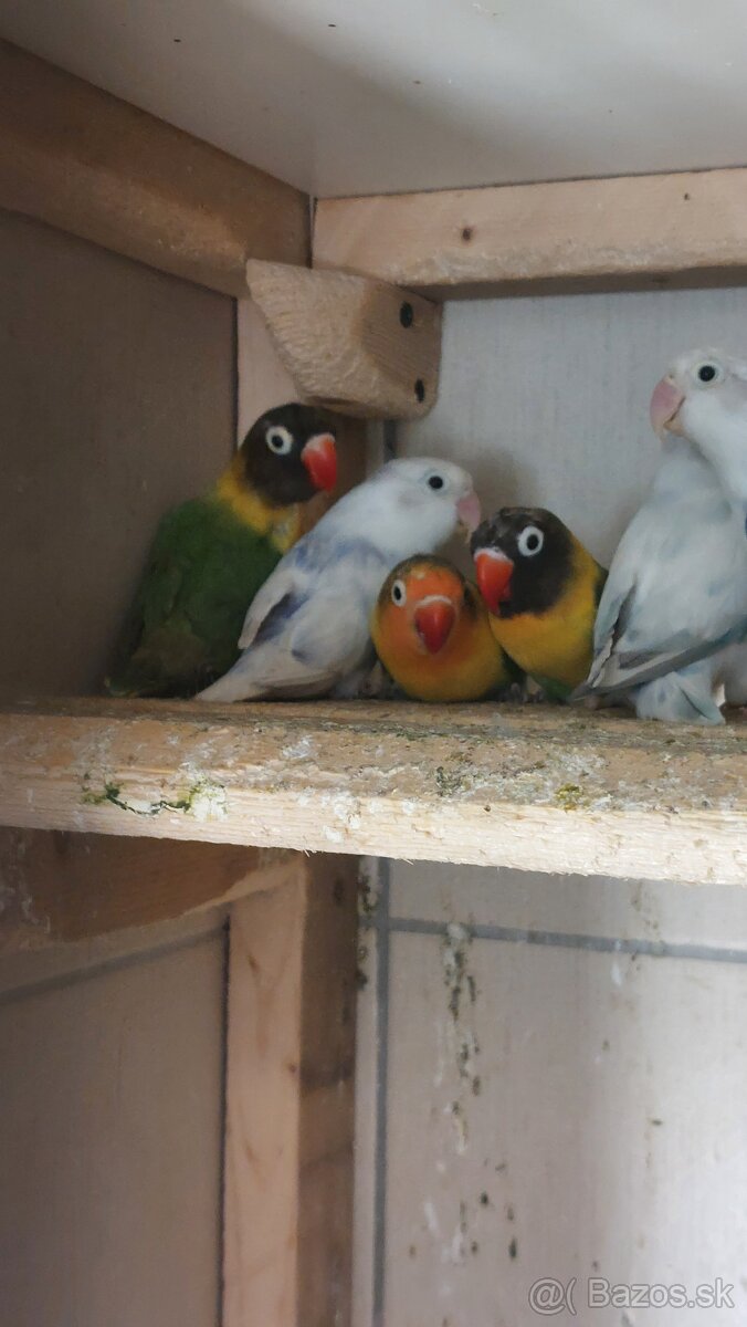 Ponúkam na predaj agapornisov - 2