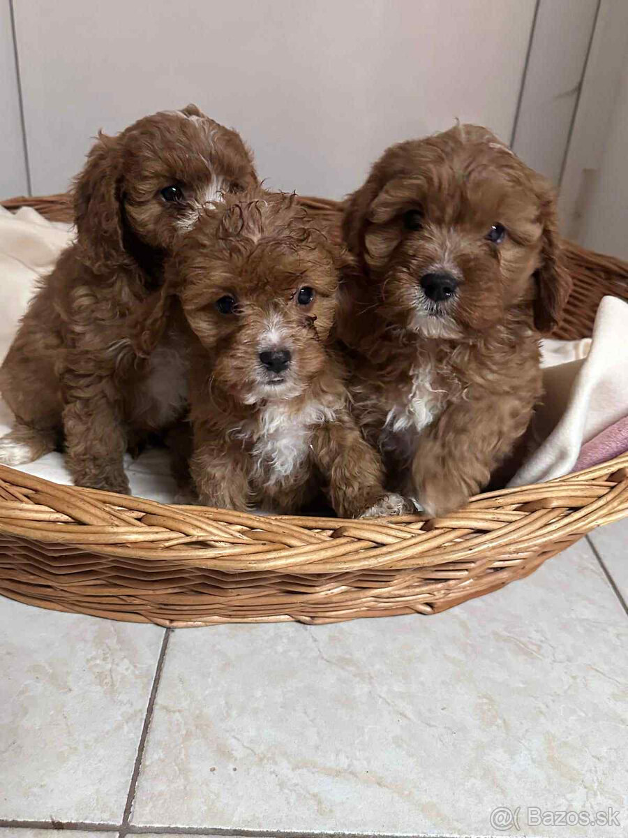 Pudel, cavalier, cavapoo - 2