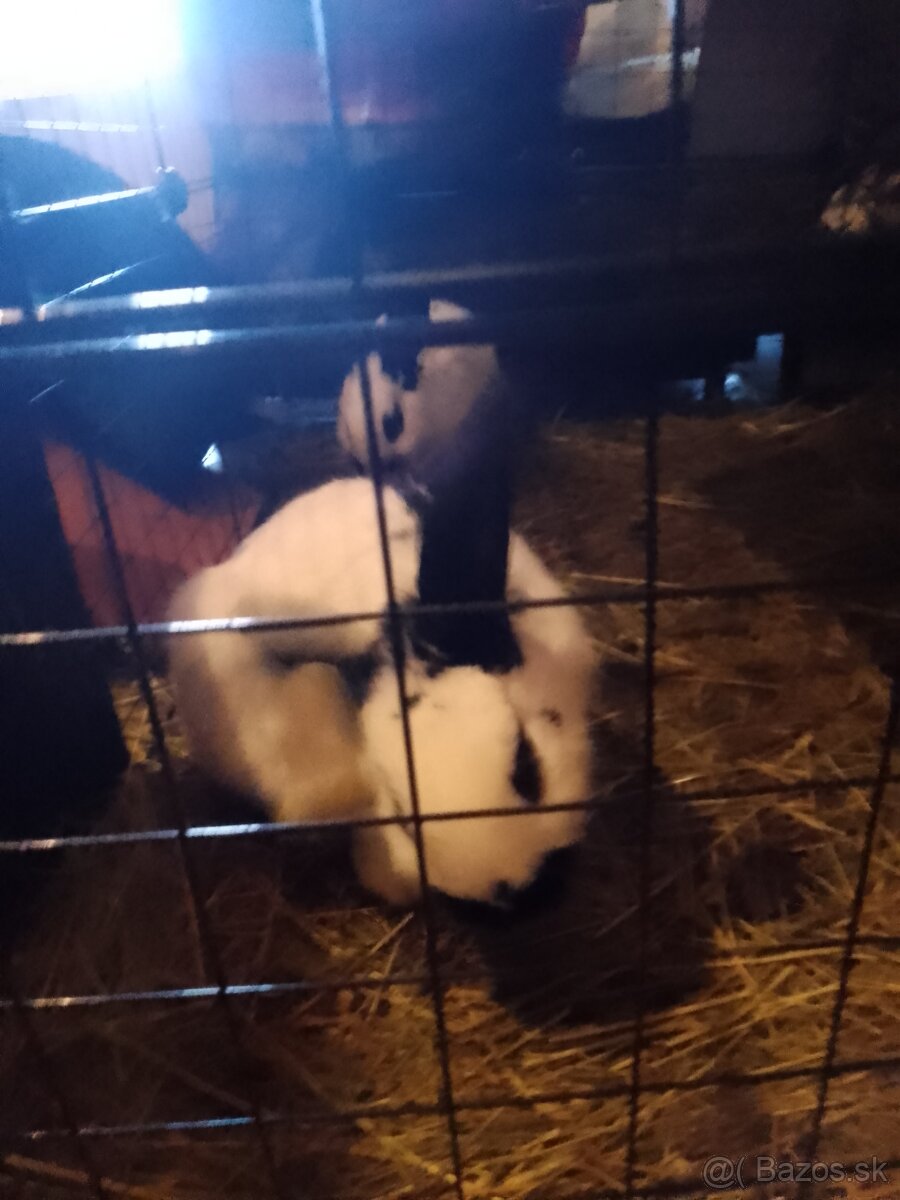 Nemecký strakač - 2