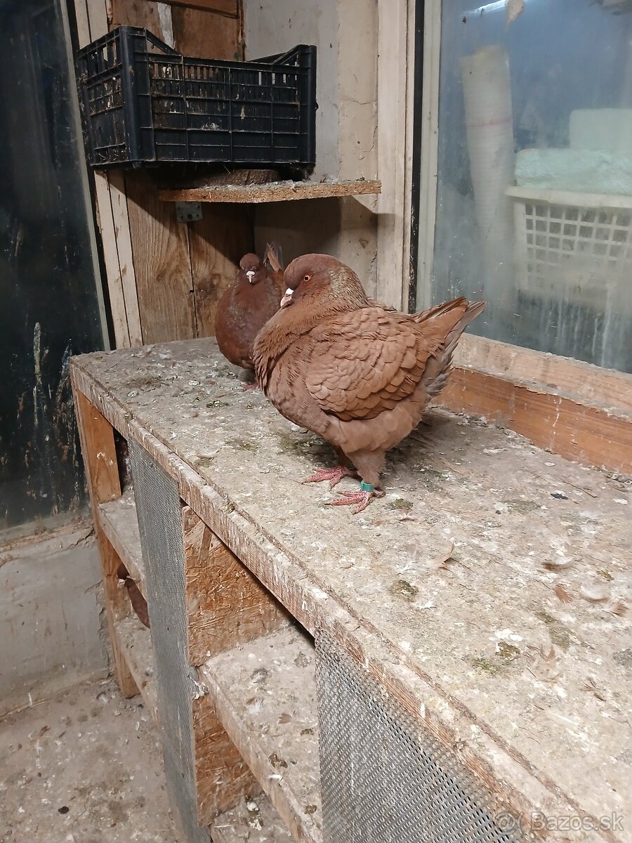 Holub king americky - 2