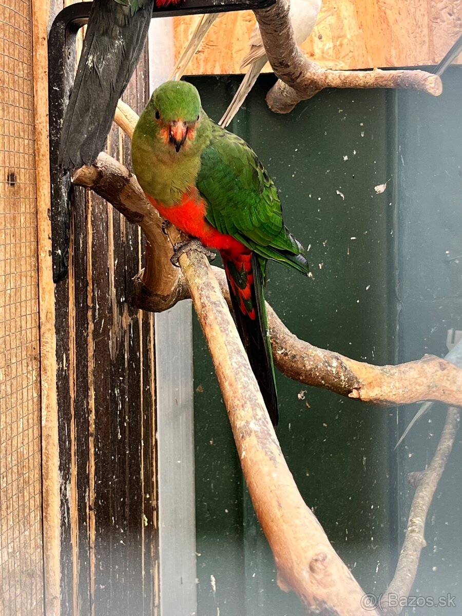 Papagáj kralovsky 2024 1:0 - 2