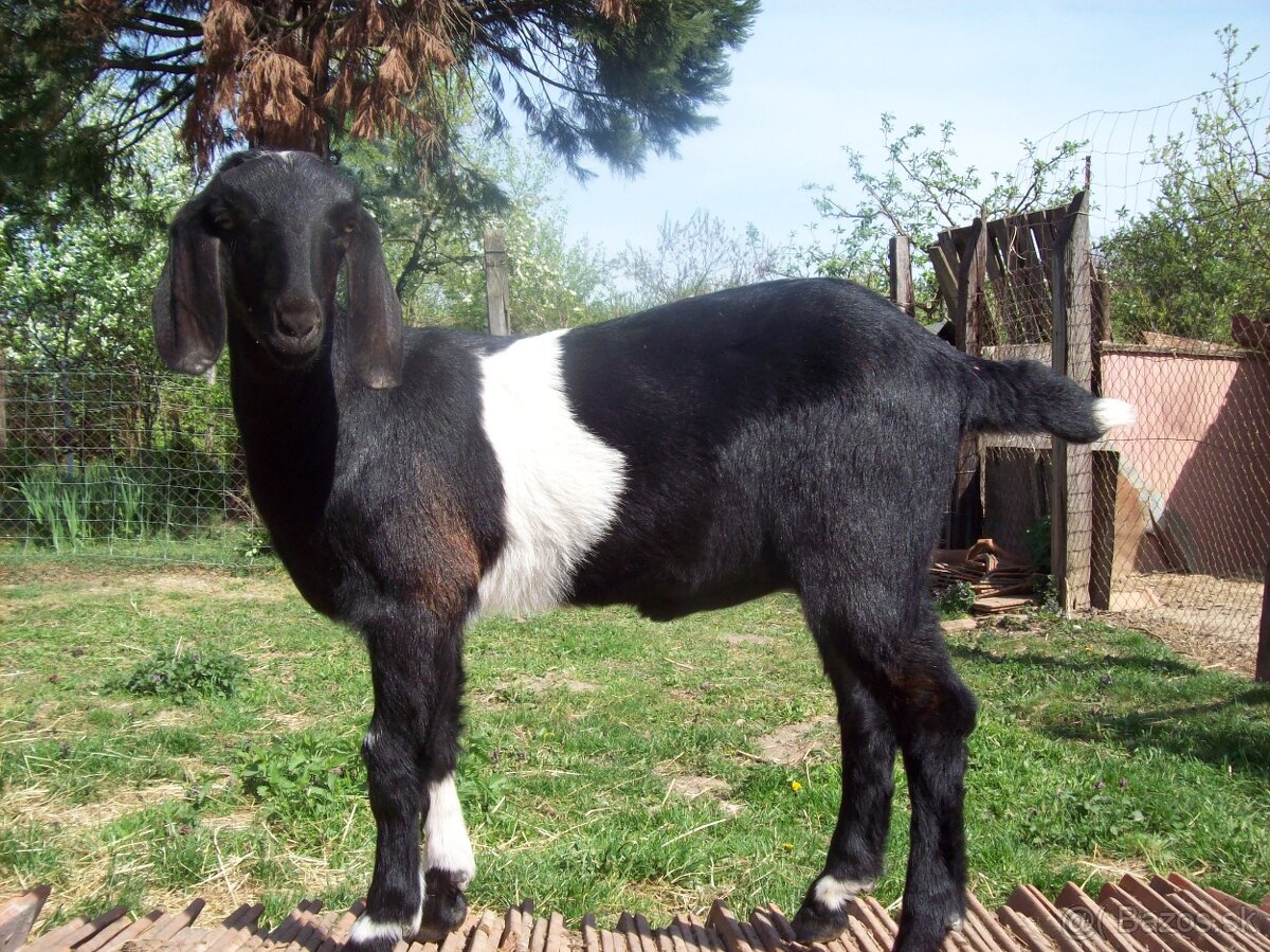 anglonubij - 2