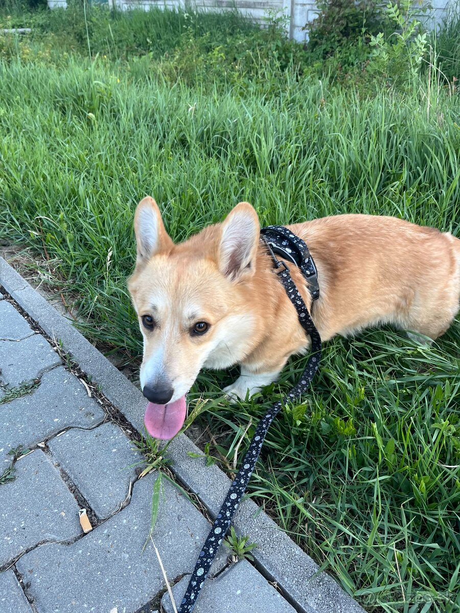 Predám Welsh Corgi - 2