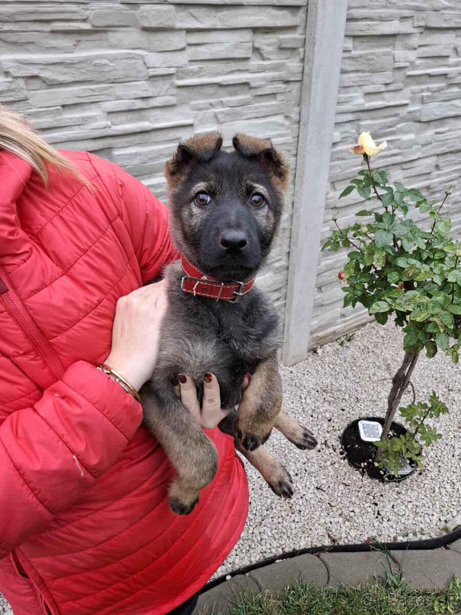 Nemecký ovčiak - 2