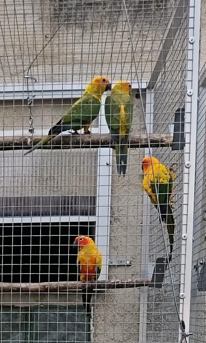 Aratinga slnečná - 2