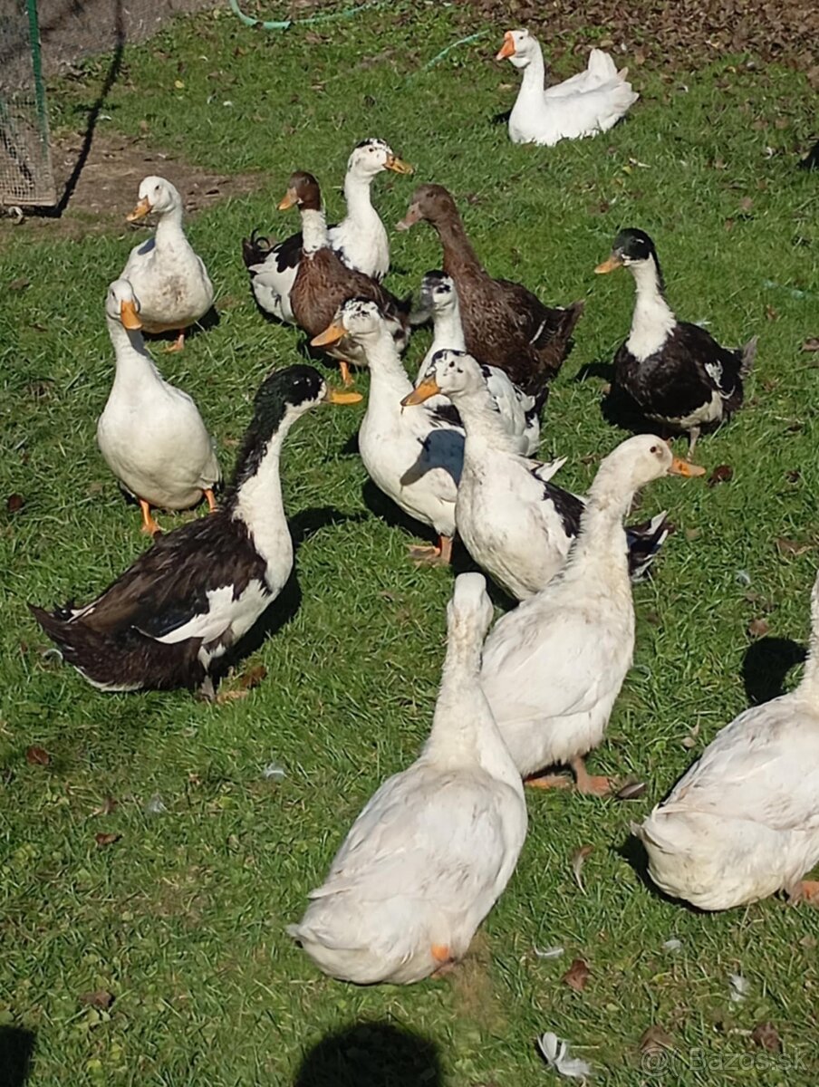 Predám kačky a káčerov - 2