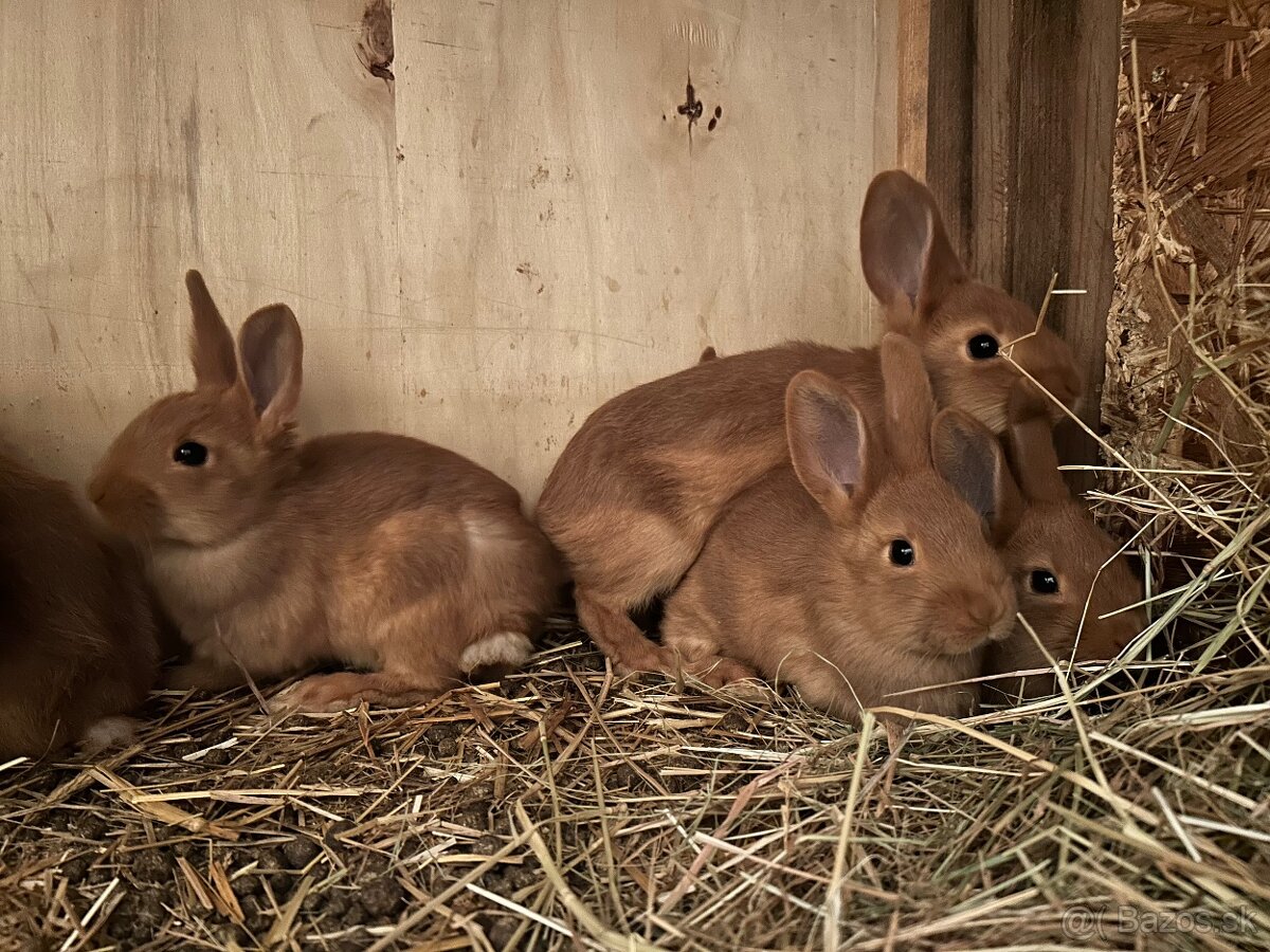 Novozélandský červený - 2