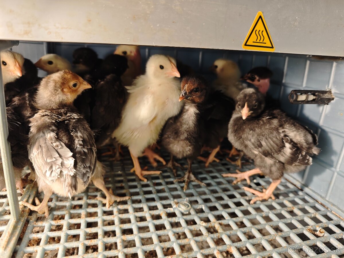 Kuriatka nosnice - 2