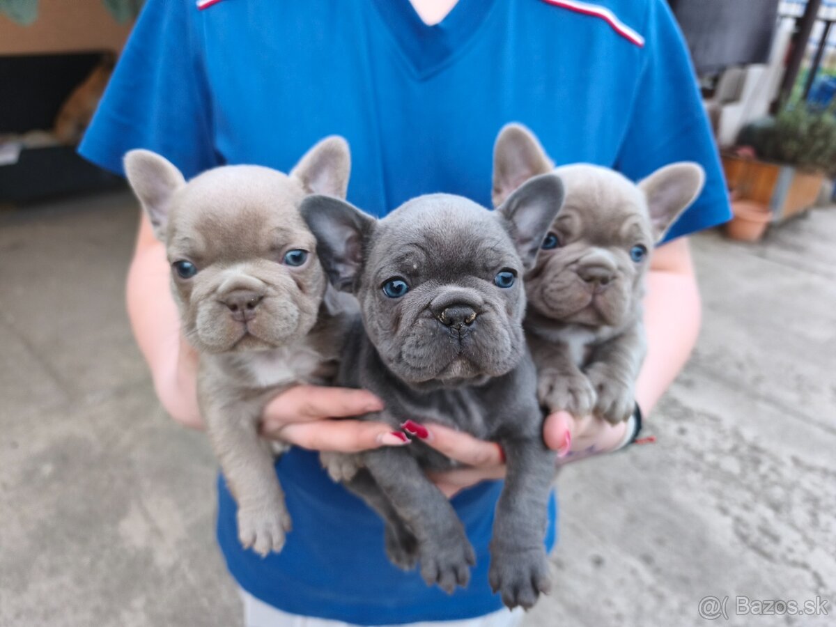 Francuzsky buldocek - 2
