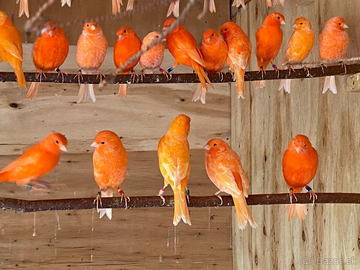 Oranžové kanáriky - 2