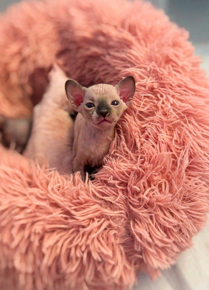 Don sphynx - 2