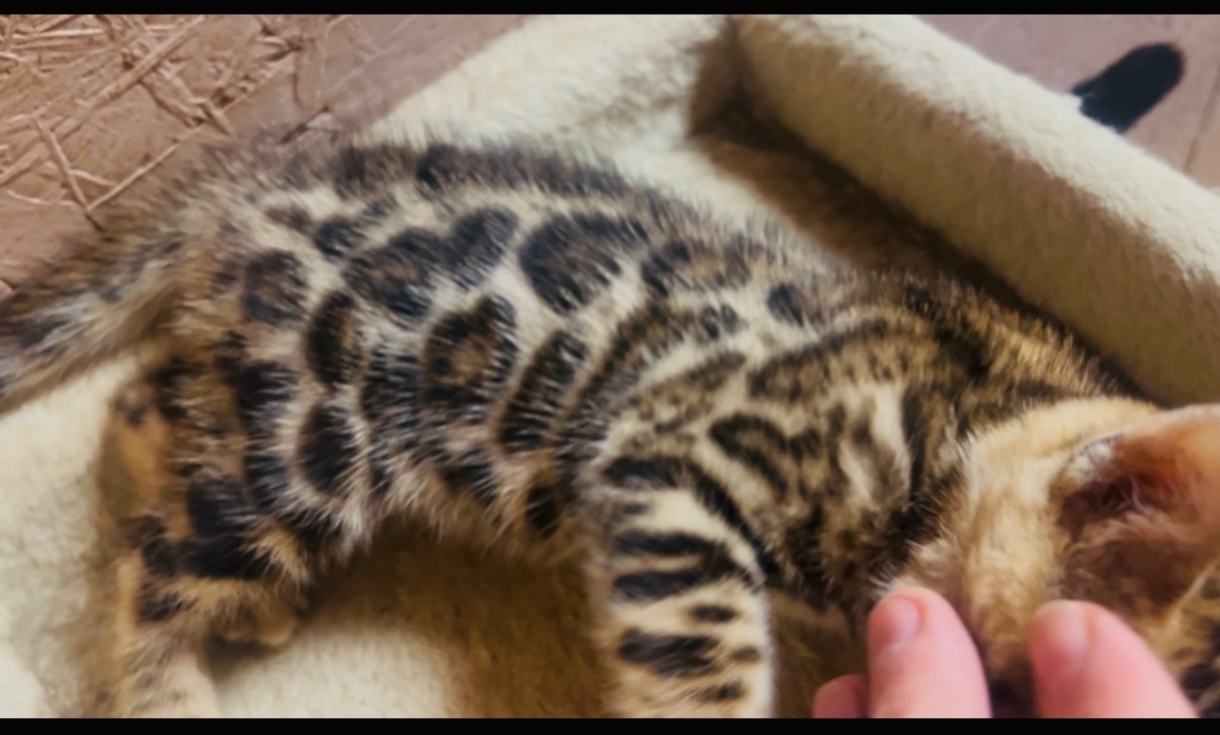 Bengalska mačka s PP - 2