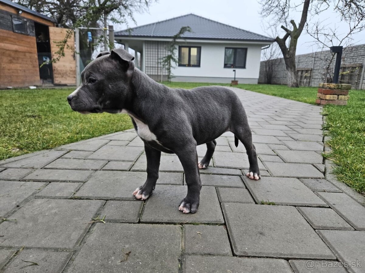 Americký stafordšírsky teriér - Blue (šteniatko) - 2