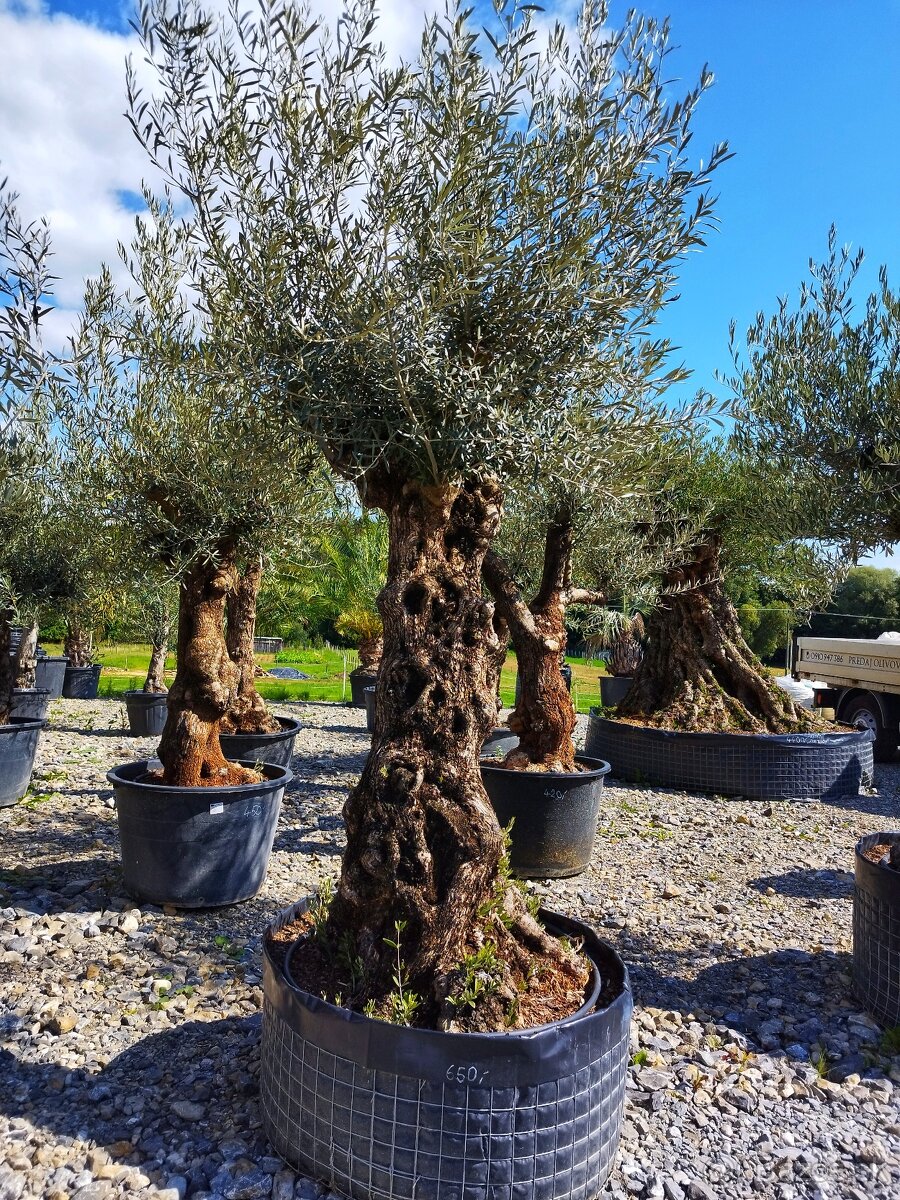 Olivovník Oleaeuropaea - 2