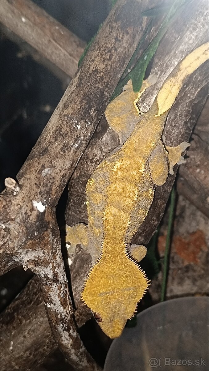 Pagekon riasnaty harlekyn - 2