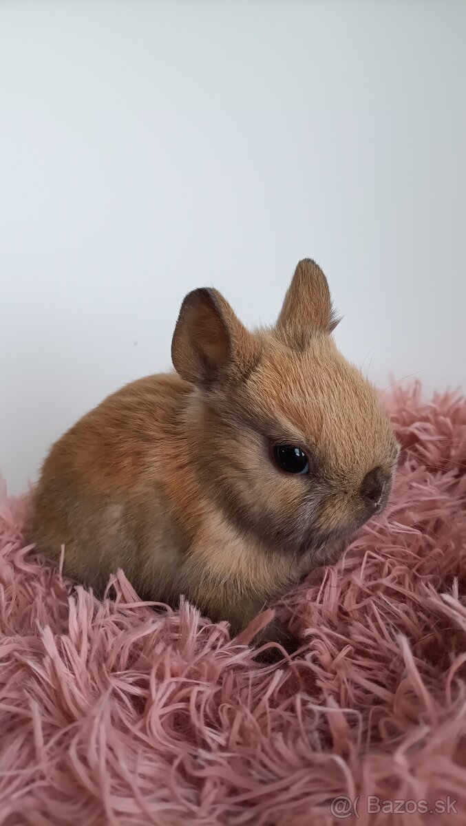 Zdrobnené kraliky - 2