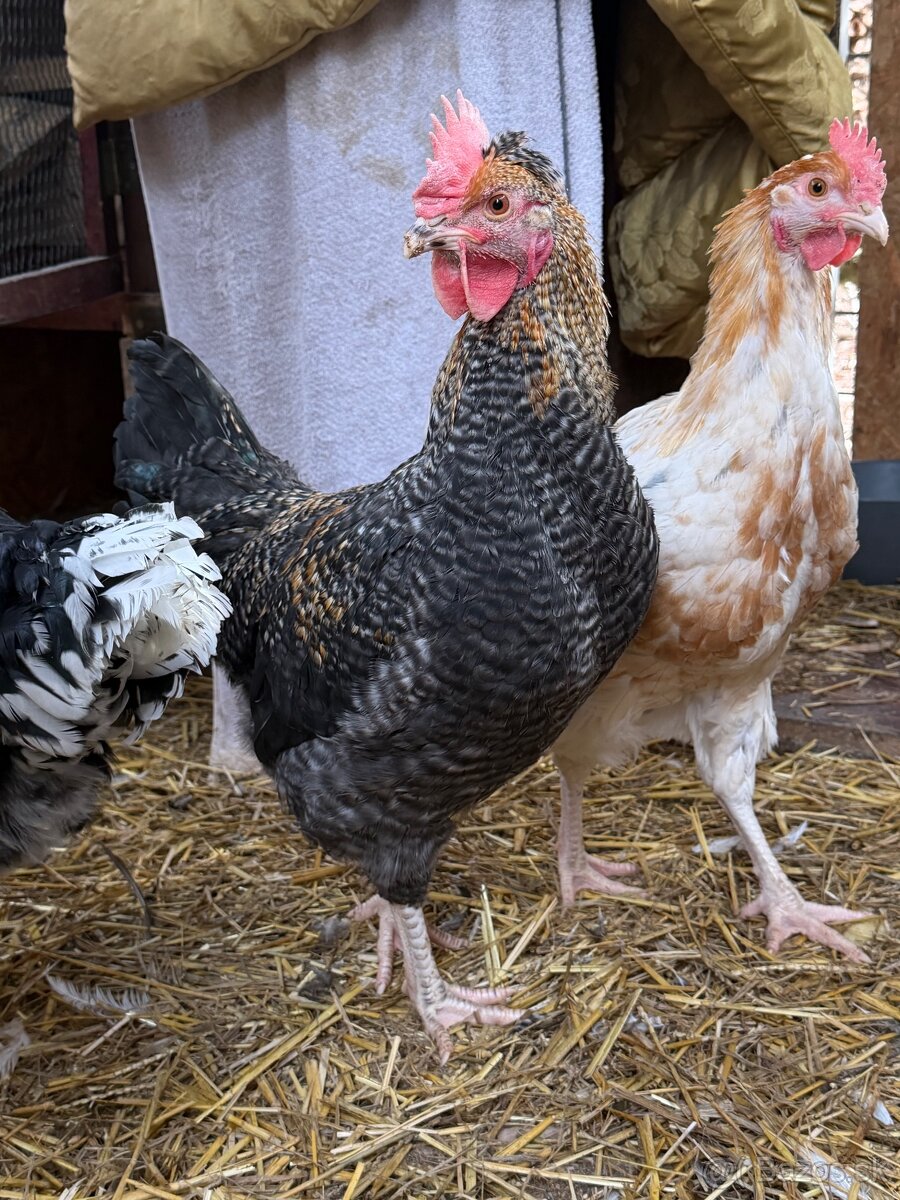 Kohút grenshell - 2