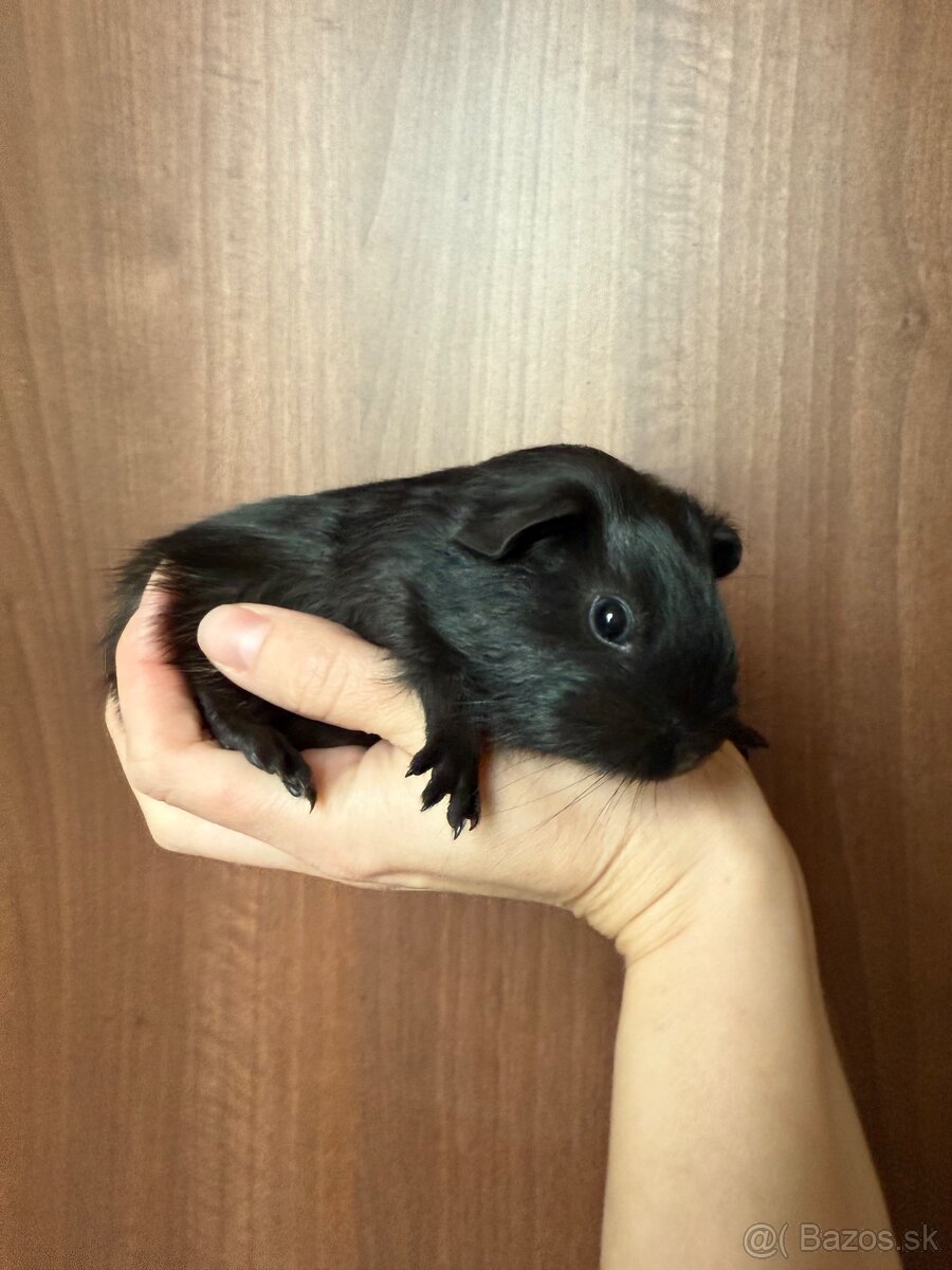 Darujeme morciatka - 2