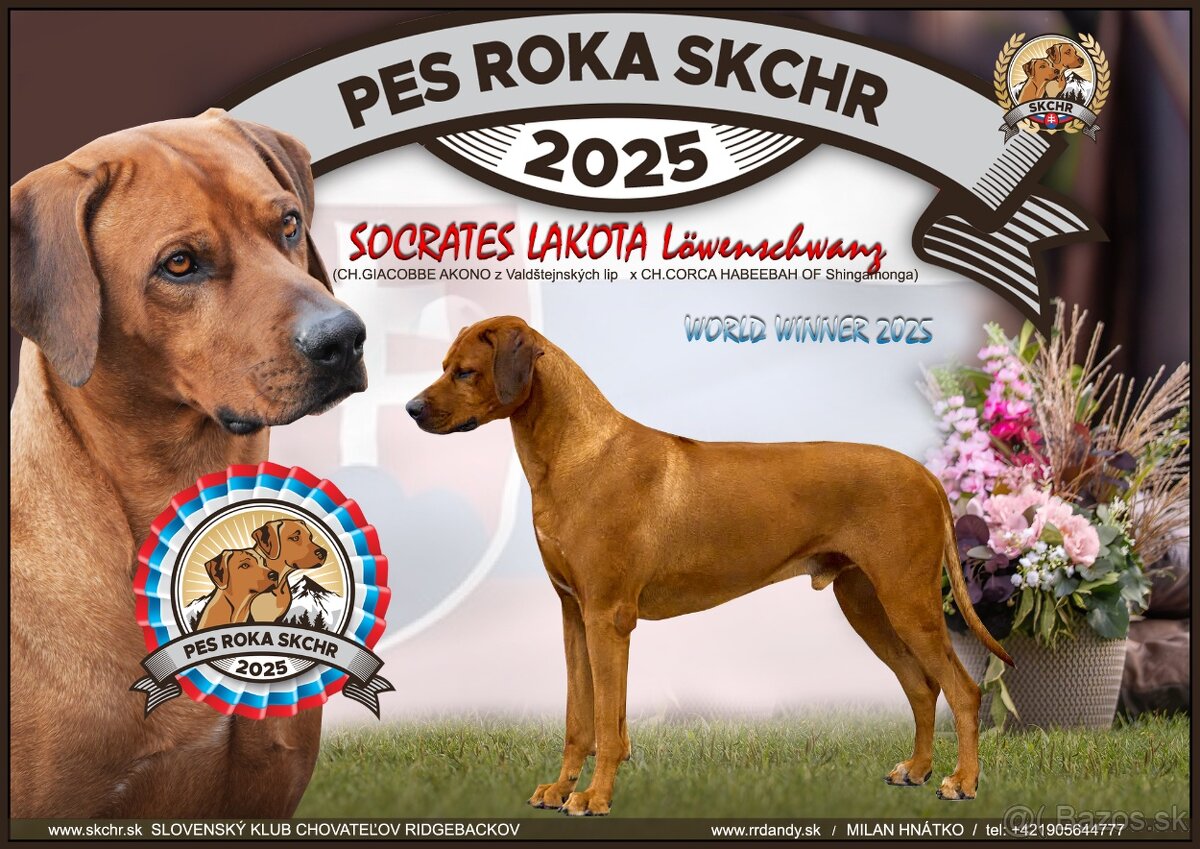 Šteniatka rodézskeho ridgebacka - 2