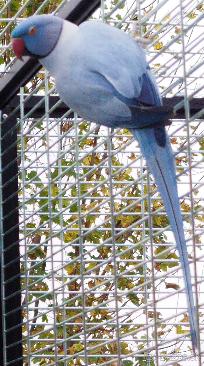 Alexander malý na dokŕmenie - 2