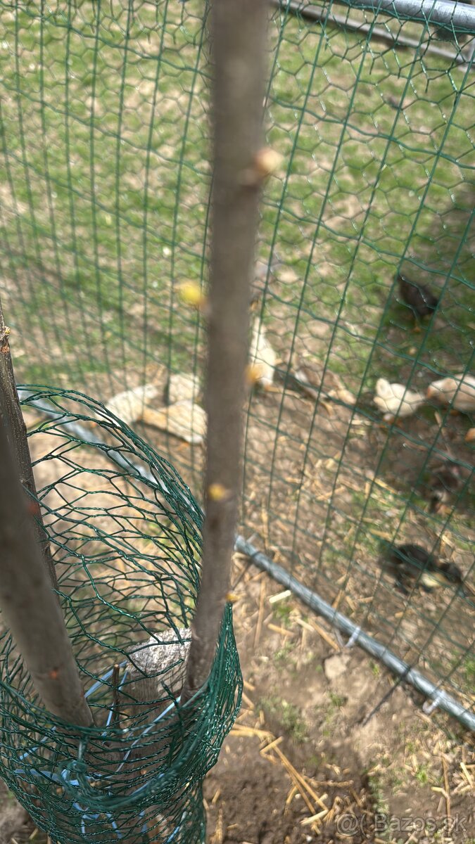 Káčatka indických bežcov - 2