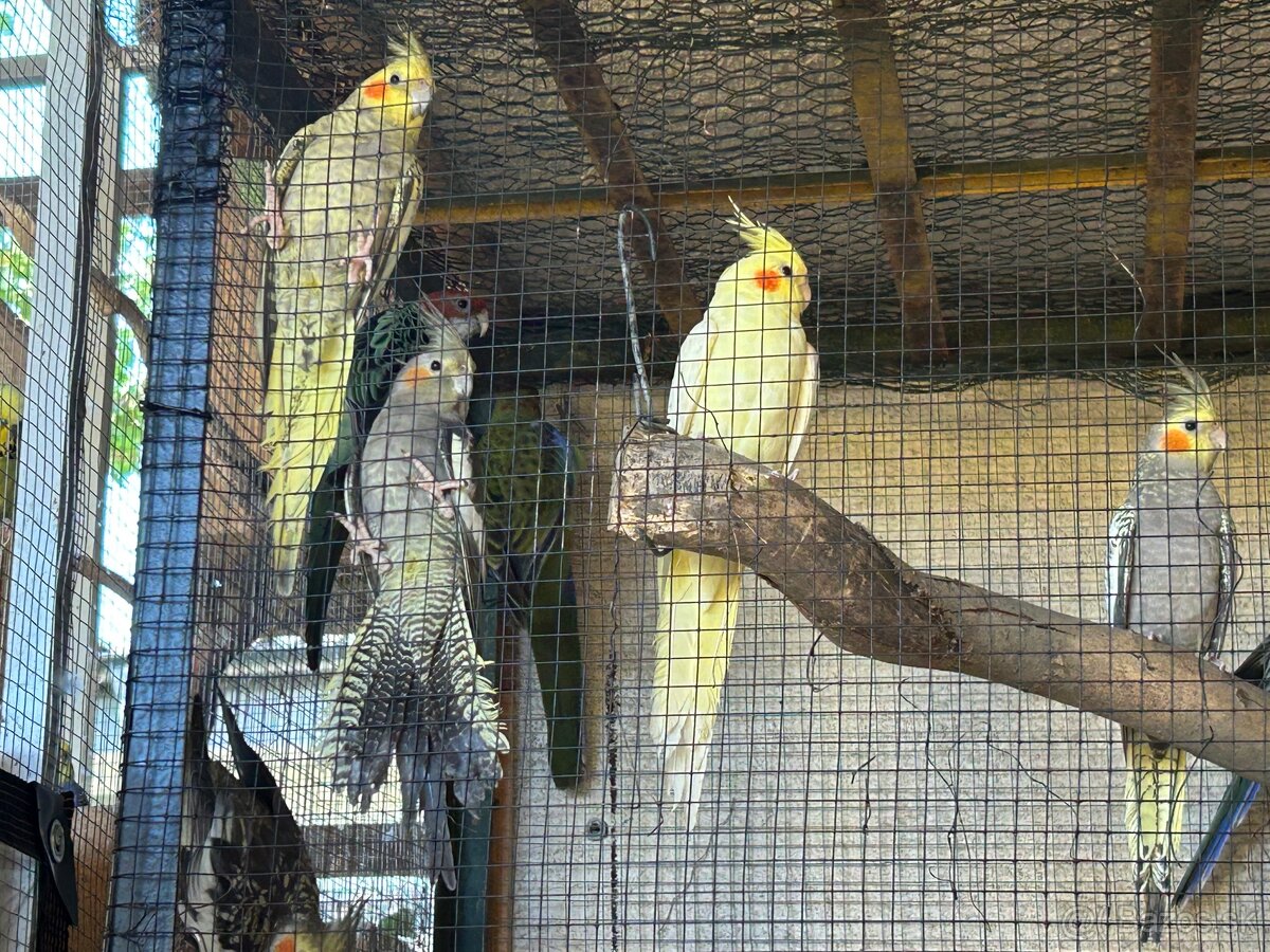 Hľadajú nový domov - 2