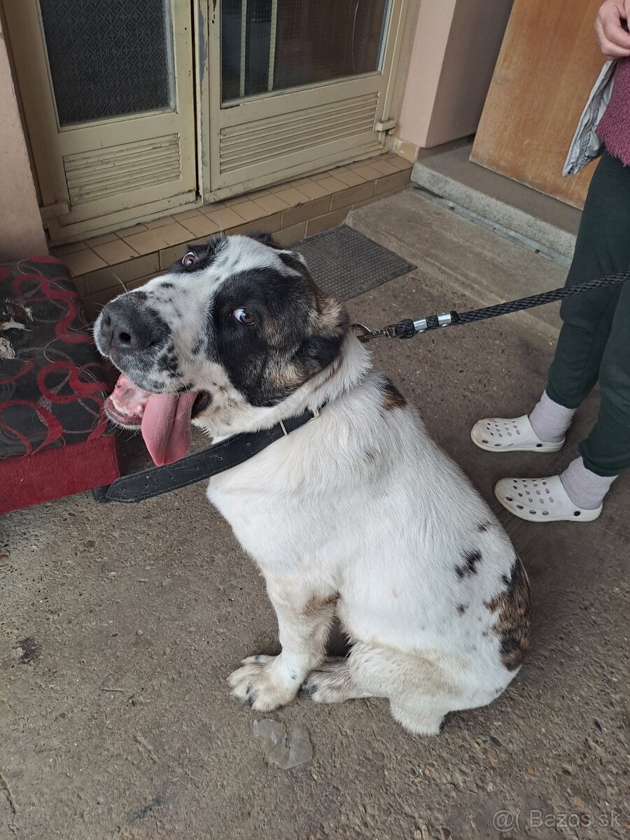 Stredoazijsky ovciak - 2