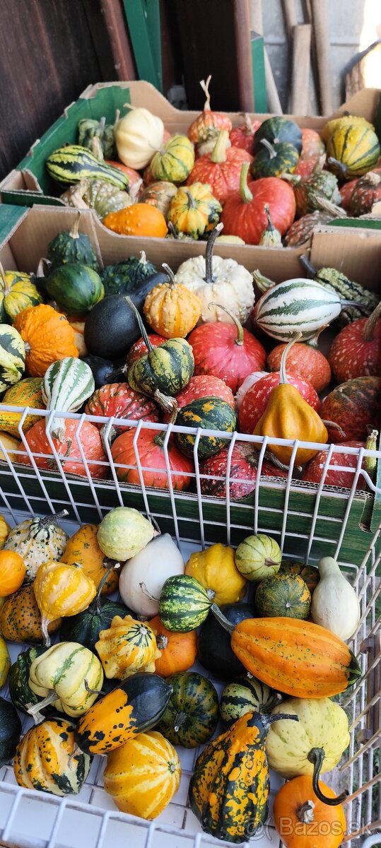 Okrasné tekvice-posledné kusy - 2