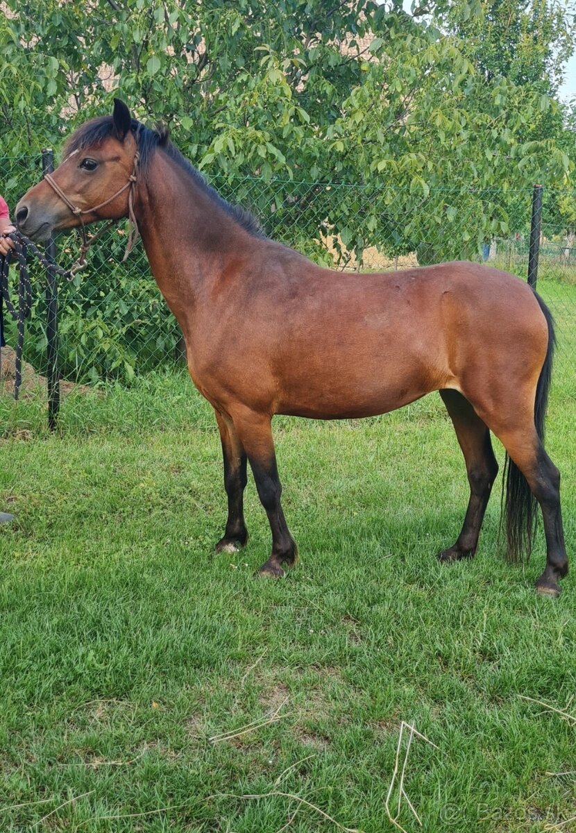 Predám pony kobylku - 2