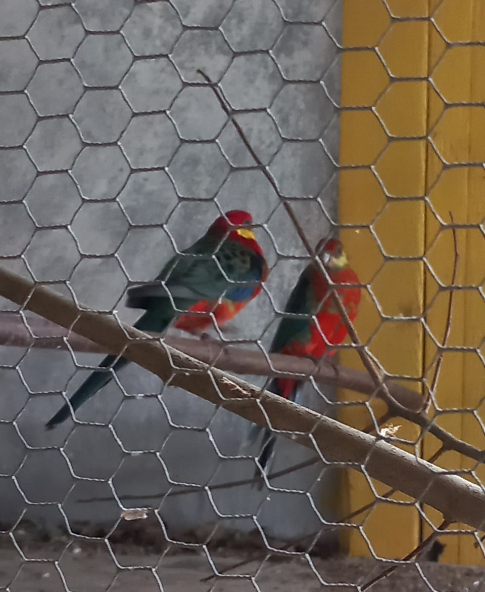 Rozela žltolíca - 2