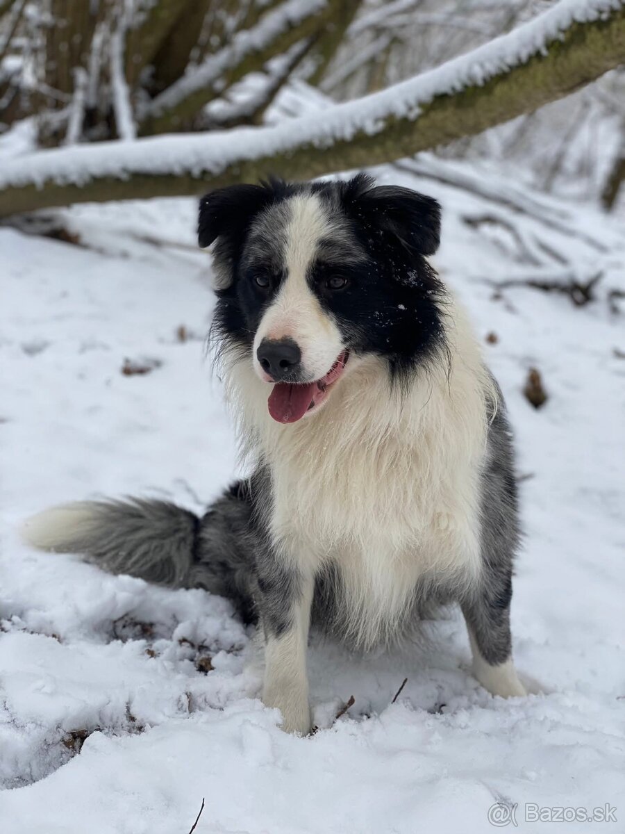 Border kólia s PP ( FCI ) - 2