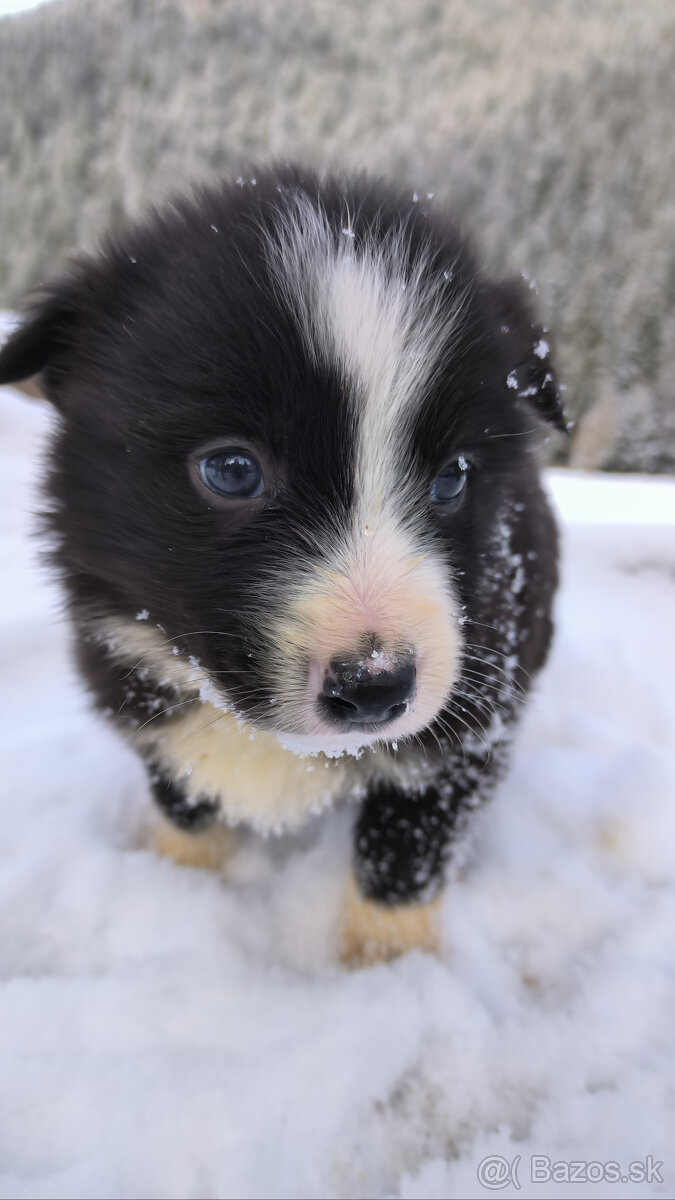 Border kólia šteniatka - 2