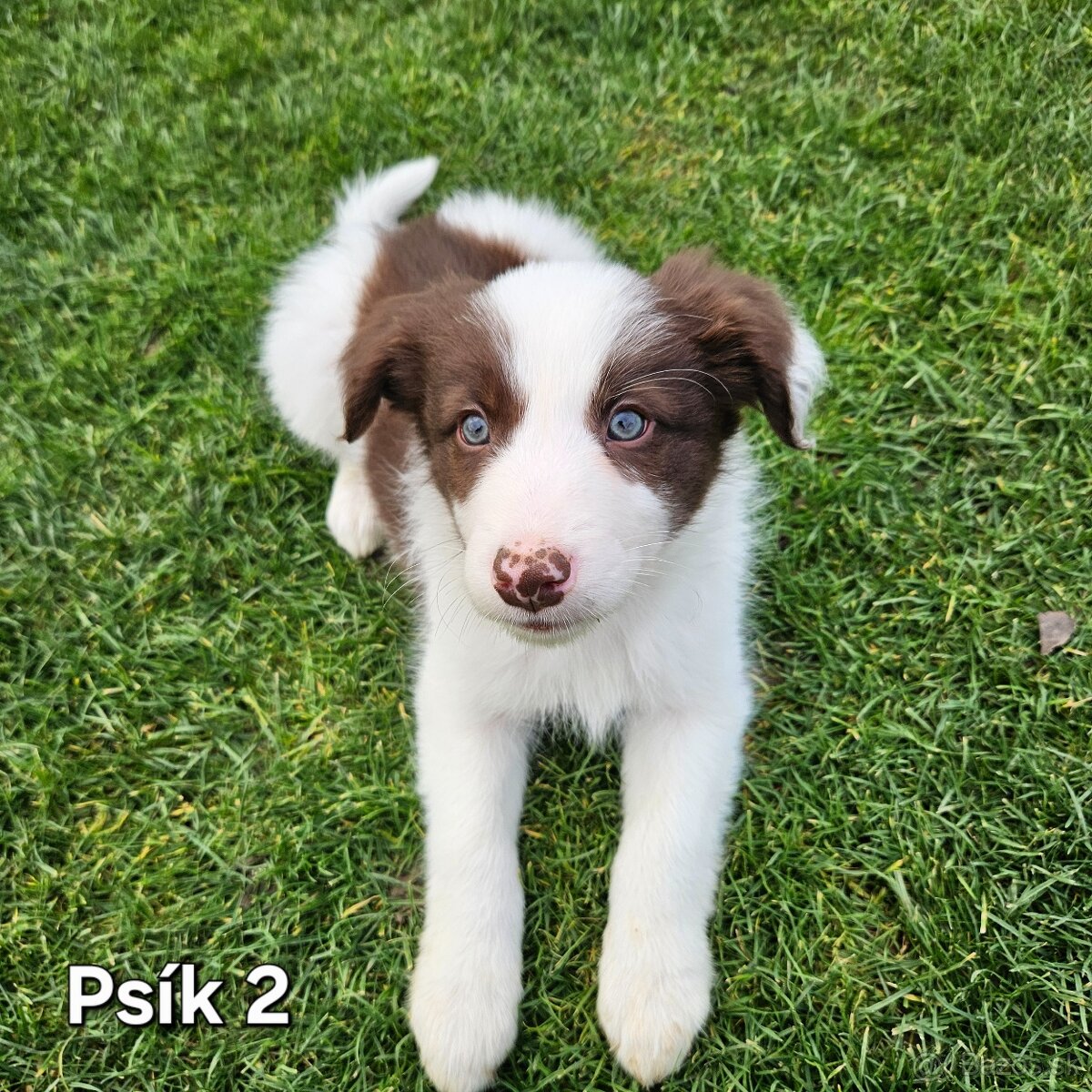 Border kolia - šteniatka na predaj - 2