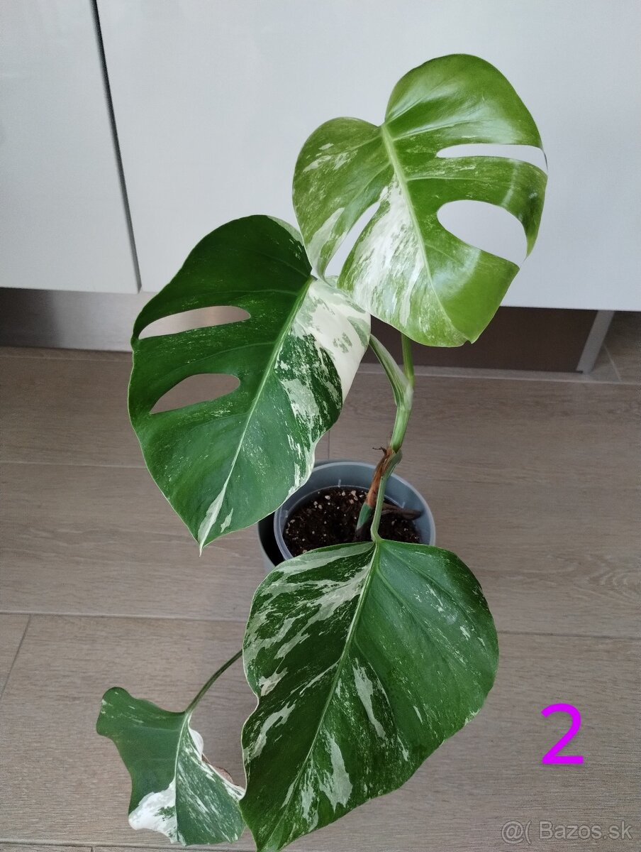 Monstera albo variegata - 2