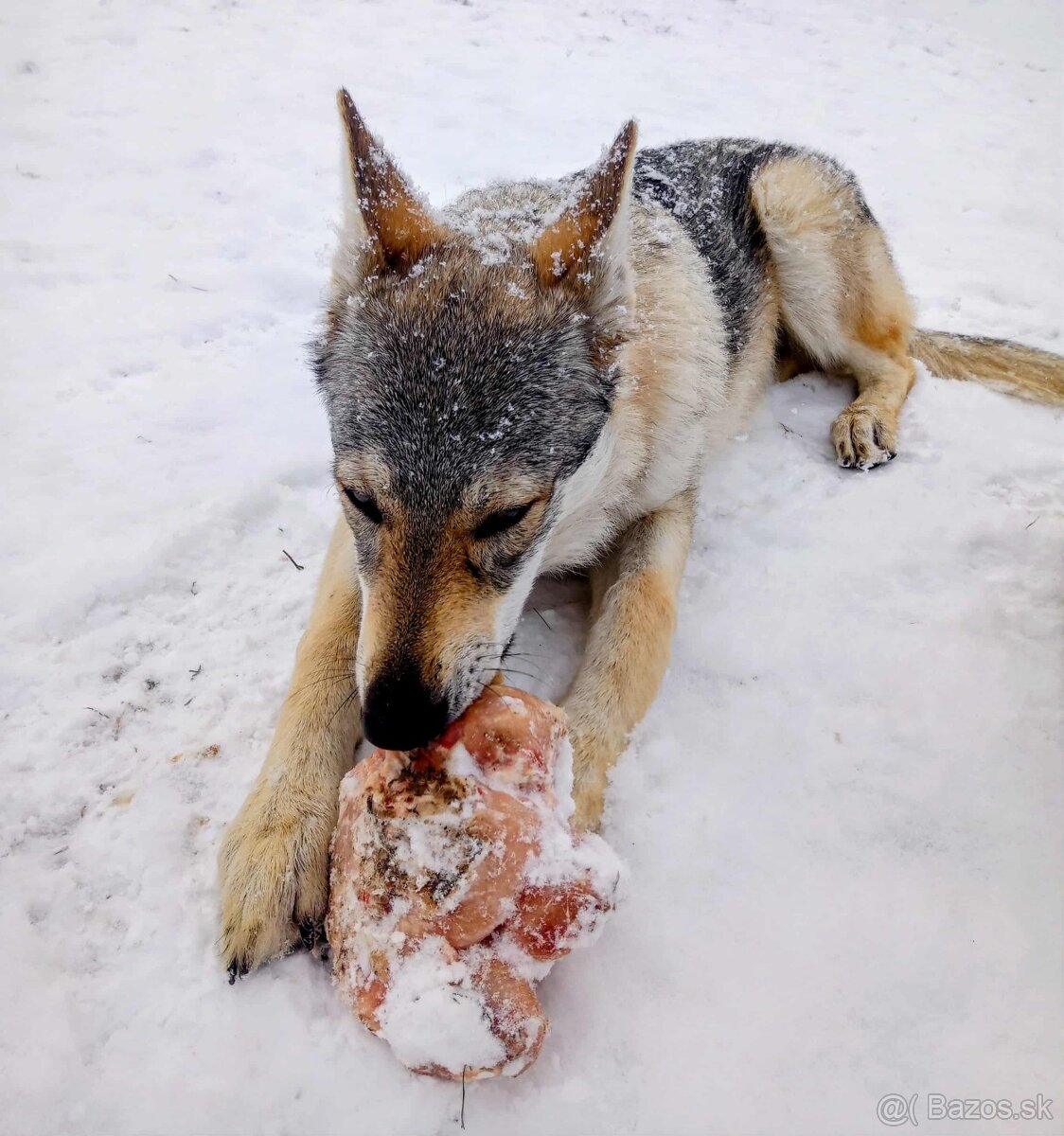 československý vlčiak - 2