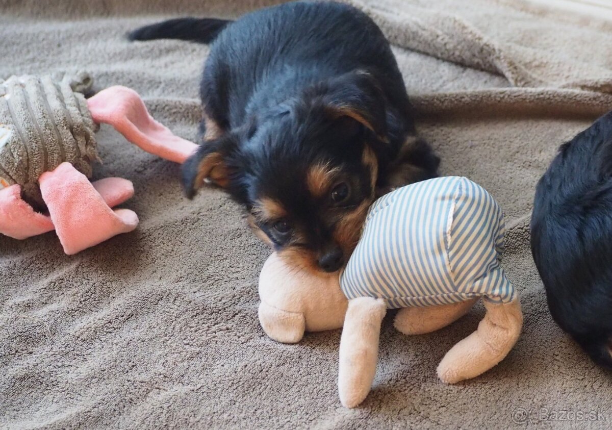 Yorkshirsky teriér - 2